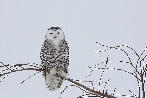 Snowy Owl perched on branch, Bubo scandiacus