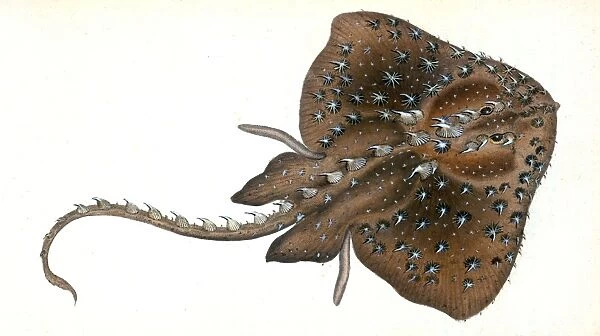 Starry Ray, Raja radiata, British fishes, Donovan, E. (Edward), 1768-1837, (Author)