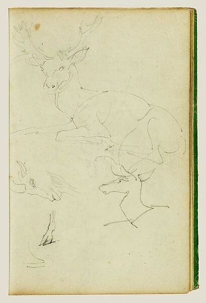 Studies of a seated stag, a fawn, a goat head