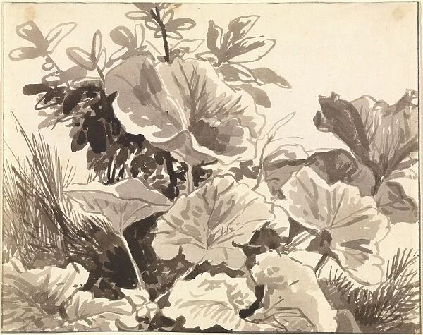 Study of Coltsfoot Leaves