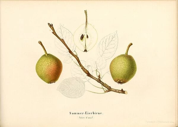Summer Eierbirne Swiss pear variety Poire d oeuf