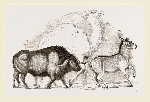 Syrian Ox Camel and Wild Ass