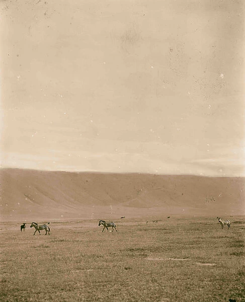 Tanganyika Ngorongoro Crater Zebra 1936 Tanzania