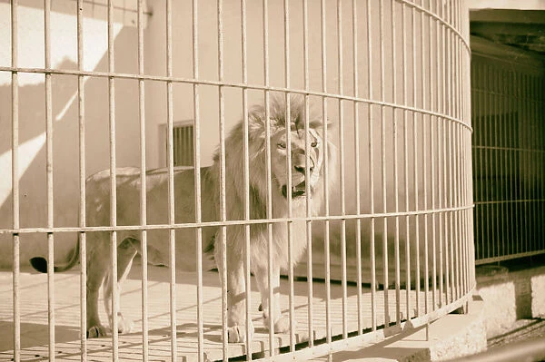 Tel Aviv Zoo Lion 1934 Israel