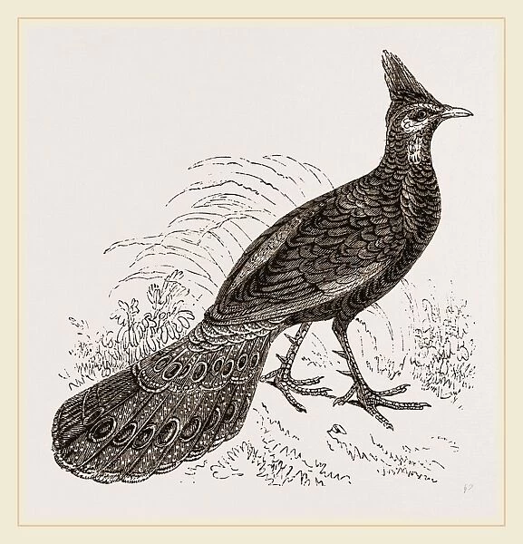 Thibet Peacock-Pheasant
