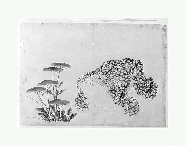 Toad Flowers Edo period 1615-1868 19th century