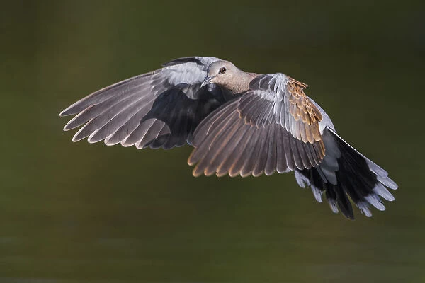 Turtle Dove in flight, Streptopelia turtur, Italy
