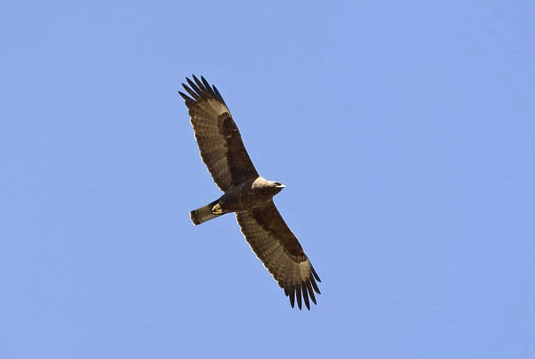 Wahlberg's Eagle, Hieraaetus wahlbergi, South Africa