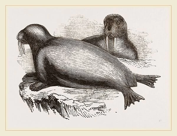 Walrus, or Morse