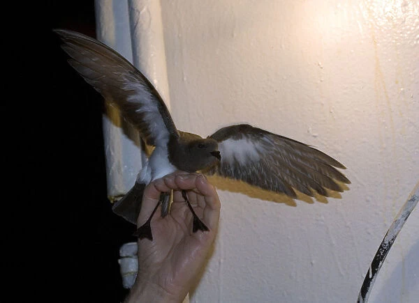 White-bellied Storm Petrel caught on deck off Tristan da Cunha They were attracted by the lights at night
