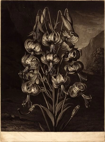 William Ward after Philip Reinagle (British, 1766 - 1826), The Superb Lily, 1799