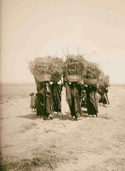 Women carrying fuel 1900 Egypt