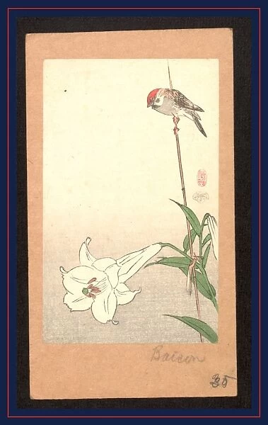 Yuri ni shAckin, Small bird on lily plant