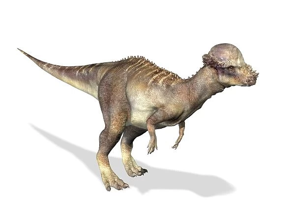 3D rendering of a Pachycephalosaurus dinosaur
