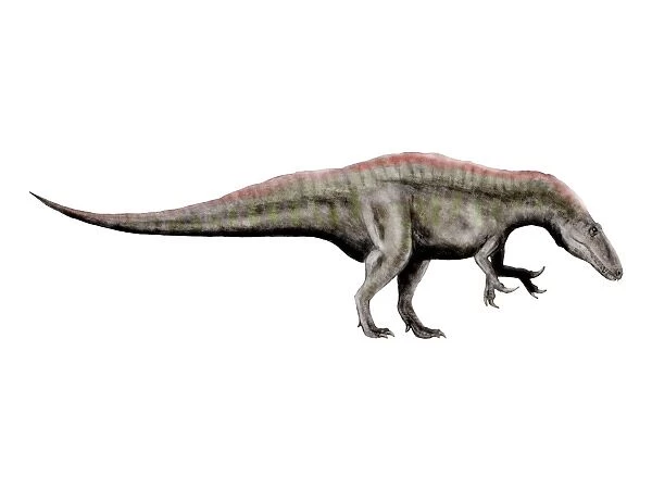 Acrocanthosaurus dinosaur