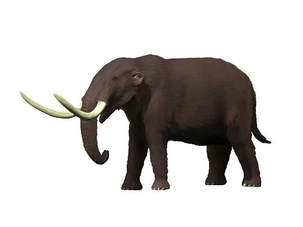 American mastodon from the Pleistocene epoch