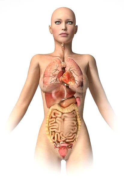 Anatomy of female body with internal organs superimposed