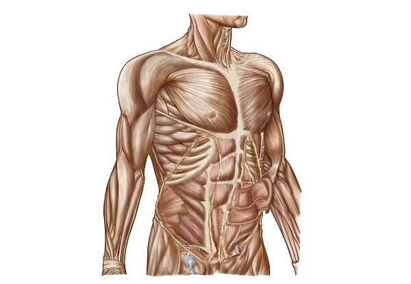Anatomy of human abdominal muscles