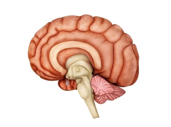 Anatomy of human brain, side view