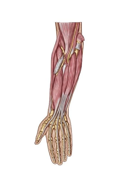 Anatomy of human forearm muscles, deep anterior view