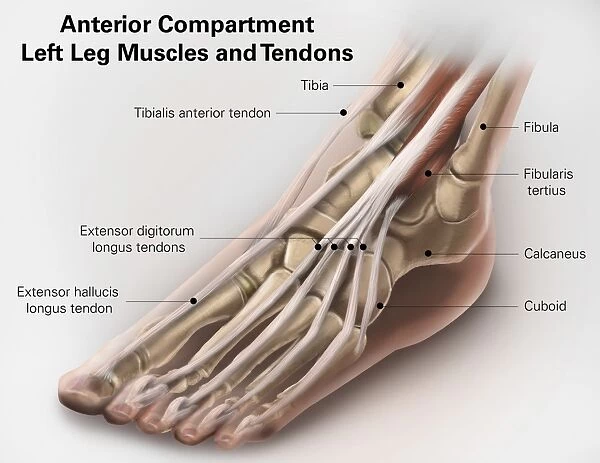 Anterior compartment anatomy of left leg muscles and tendons