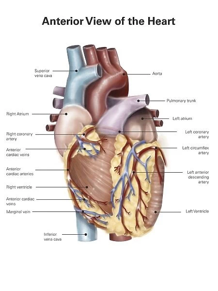 Anterior view of the human heart