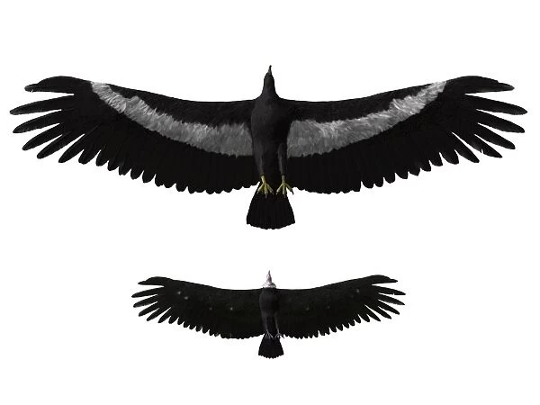 Argentavis magnificens compared to an American condor