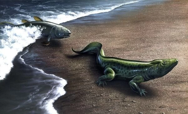 Artists concept depicting the evolution of a lobe-finned fish to an amphibian