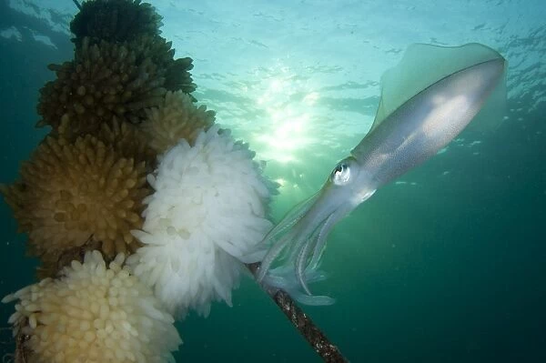 Bigfin reef squid tending eggs along a buoy line, Lembeh Strait, Indonesia