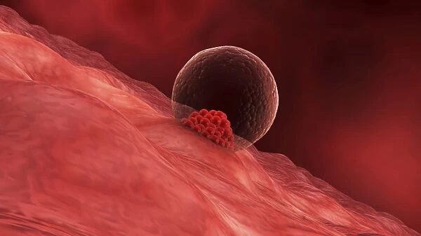 A blastocyst begins implanting in the wall of the uterus