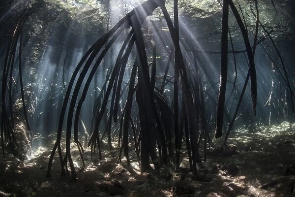 Bright beams of sunlight filter among the prop roots of a mangrove forest