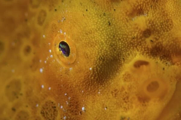 Close-up of a giant frogfish