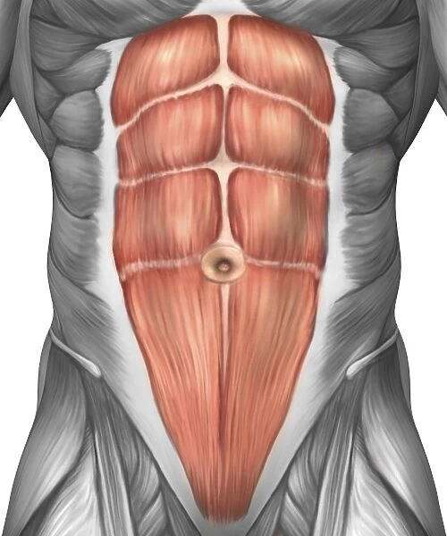 Close-up view of male abdominal muscles