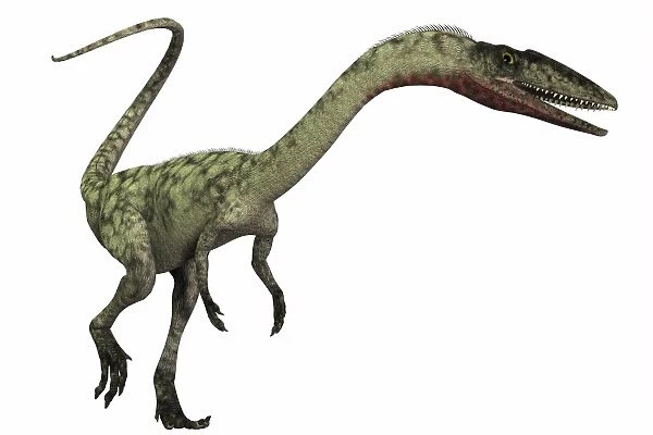 Coelophysis dinosaur