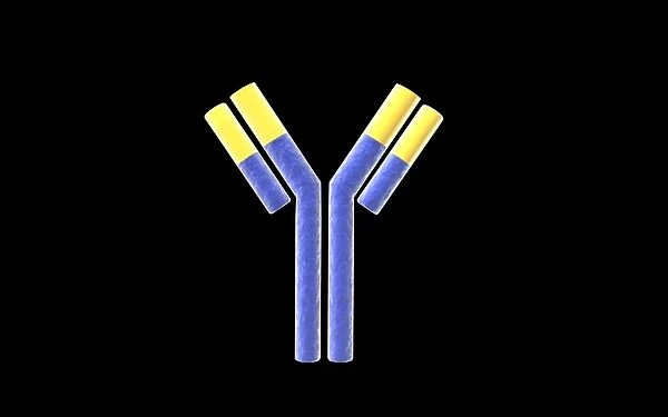 Conceptual image of an antibody
