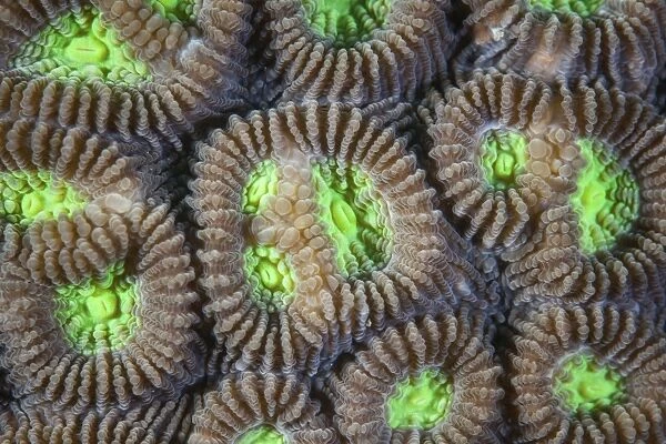Coral polyps grow on a reef in Indonesia