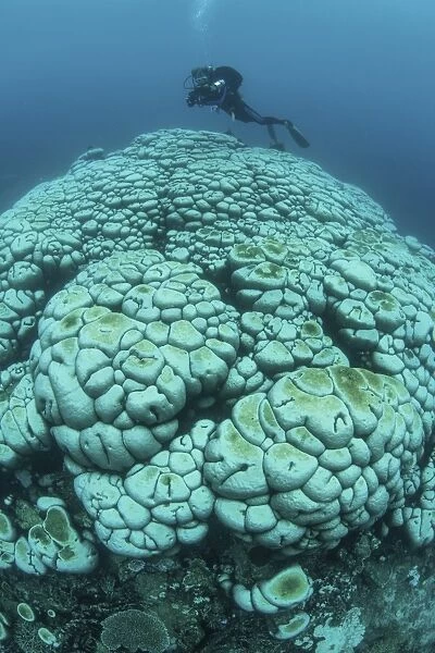 Corals are beginning to bleach on a reef in Indonesia