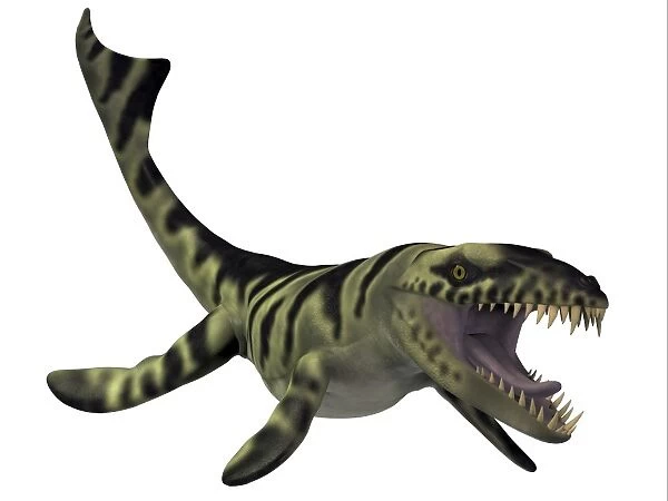 Dakosaurus, white background
