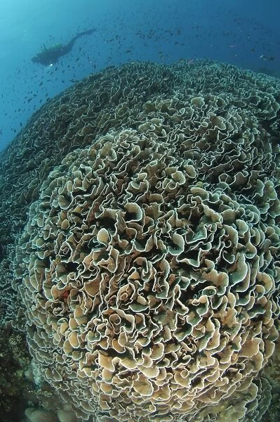 Diver exploring Cabbage Coral mountain, Gorontalo, Indonesia
