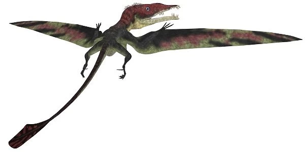 Eudimorphodon was a pterosaur that lived during the Triassic Period