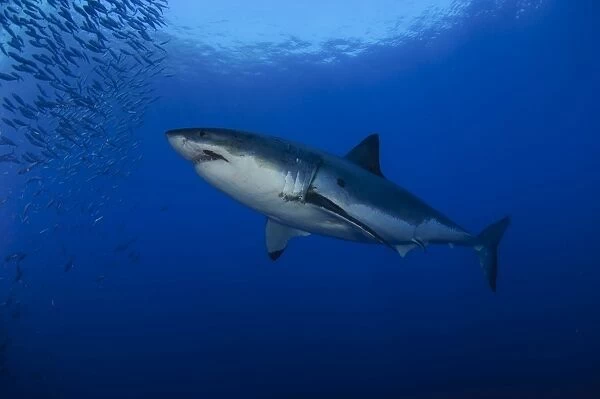 Female great white with remora, Guadalupe Island, Mexico