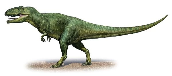 Giganotosaurus carolinii, a prehistoric era dinosaur