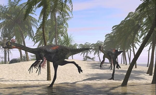 Two Gigantoraptors running