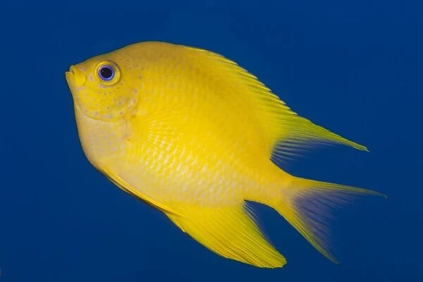 Golden damselfish, side view, Fiji