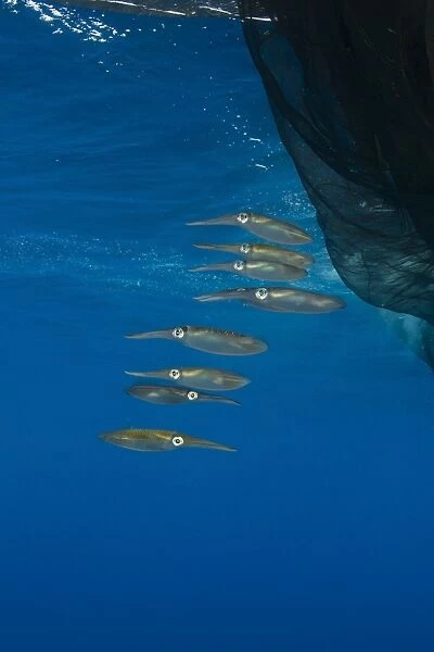 Group of squids in formation near fishing net
