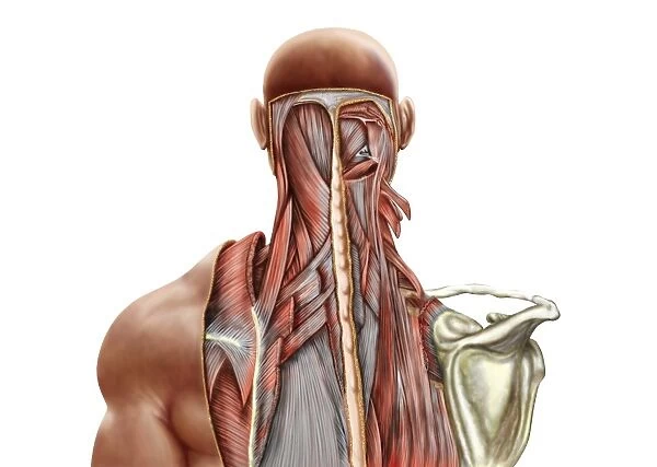 Human anatomy showing deep muscles in the neck and upper back