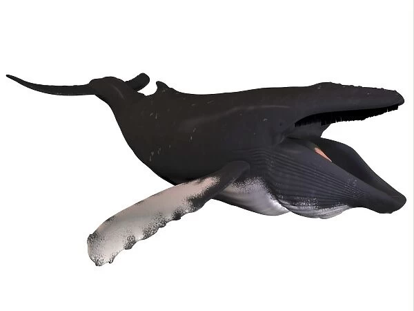 Humpback whale illustration, white background