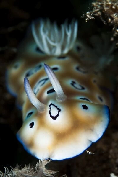 Leopard chromodoris nudibranch