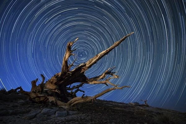 A lone bristlecone pine in the White Mountains of California