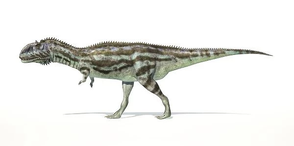 Majungasaurus dinosaur on white background